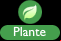 Type plante MX